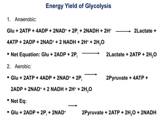 Energy Yield of Glycolysis
1. Anaerobic:
Glu + 2ATP + 4ADP + 2NAD+
+ 2Pi + 2NADH + 2H+
2Lactate +
4ATP + 2ADP + 2NAD+
+ 2 NADH + 2H+
+ 2H2O
 Net Equation: Glu + 2ADP + 2Pi 2Lactate + 2ATP + 2H2O
2. Aerobic:
 Glu + 2ATP + 4ADP + 2NAD+
+ 2Pi 2Pyruvate + 4ATP +
2ADP + 2NAD+
+ 2 NADH + 2H+
+ 2H2O
 Net Eq:
 Glu + 2ADP + 2Pi + 2NAD+
2Pyruvate + 2ATP + 2H2O + 2NADH
 
