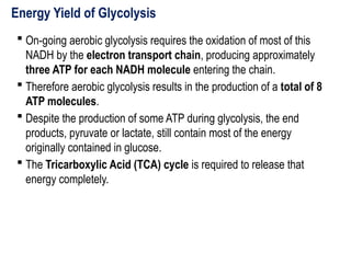 Energy Yield of Glycolysis
 On-going aerobic glycolysis requires the oxidation of most of this
NADH by the electron transport chain, producing approximately
three ATP for each NADH molecule entering the chain.
 Therefore aerobic glycolysis results in the production of a total of 8
ATP molecules.
 Despite the production of some ATP during glycolysis, the end
products, pyruvate or lactate, still contain most of the energy
originally contained in glucose.
 The Tricarboxylic Acid (TCA) cycle is required to release that
energy completely.
 