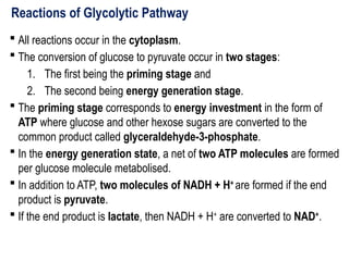 Reactions of Glycolytic Pathway
 All reactions occur in the cytoplasm.
 The conversion of glucose to pyruvate occur in two stages:
1. The first being the priming stage and
2. The second being energy generation stage.
 The priming stage corresponds to energy investment in the form of
ATP where glucose and other hexose sugars are converted to the
common product called glyceraldehyde-3-phosphate.
 In the energy generation state, a net of two ATP molecules are formed
per glucose molecule metabolised.
 In addition to ATP, two molecules of NADH + H+
are formed if the end
product is pyruvate.
 If the end product is lactate, then NADH + H+
are converted to NAD+
.
 