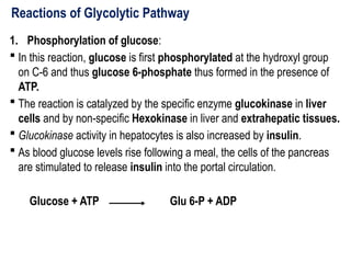 Reactions of Glycolytic Pathway
1. Phosphorylation of glucose:
 In this reaction, glucose is first phosphorylated at the hydroxyl group
on C-6 and thus glucose 6-phosphate thus formed in the presence of
ATP.
 The reaction is catalyzed by the specific enzyme glucokinase in liver
cells and by non-specific Hexokinase in liver and extrahepatic tissues.
 Glucokinase activity in hepatocytes is also increased by insulin.
 As blood glucose levels rise following a meal, the cells of the pancreas
are stimulated to release insulin into the portal circulation.
Glucose + ATP Glu 6-P + ADP
 