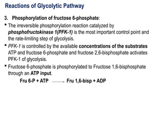 Reactions of Glycolytic Pathway
3. Phosphorylation of fructose 6-phosphate:
 The irreversible phosphorylation reaction catalyzed by
phosphofructokinase 1(PFK-1) is the most important control point and
the rate-limiting step of glycolysis.
 PFK-1 is controlled by the available concentrations of the substrates
ATP and fructose 6-phosphate and fructose 2,6-bisphosphate activates
PFK-1 of glycolysis.
 Fructose 6-phosphate is phosphorylated to Fructose 1,6-bisphosphate
through an ATP input.
Fru 6-P + ATP Fru 1,6-bisp + ADP
 
