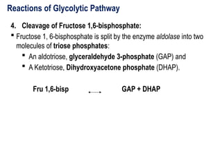 Reactions of Glycolytic Pathway
4. Cleavage of Fructose 1,6-bisphosphate:
 Fructose 1, 6-bisphosphate is split by the enzyme aldolase into two
molecules of triose phosphates:
 An aldotriose, glyceraldehyde 3-phosphate (GAP) and
 A Ketotriose, Dihydroxyacetone phosphate (DHAP).
Fru 1,6-bisp GAP + DHAP
 