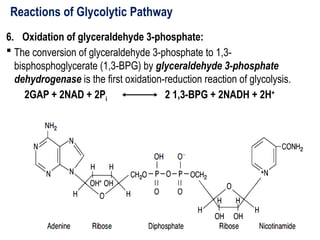 Reactions of Glycolytic Pathway
6. Oxidation of glyceraldehyde 3-phosphate:
 The conversion of glyceraldehyde 3-phosphate to 1,3-
bisphosphoglycerate (1,3-BPG) by glyceraldehyde 3-phosphate
dehydrogenase is the first oxidation-reduction reaction of glycolysis.
2GAP + 2NAD + 2Pi 2 1,3-BPG + 2NADH + 2H+
 