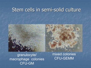 Lecture 1 Haemopoiesis synthesis of the blood cells.ppt
