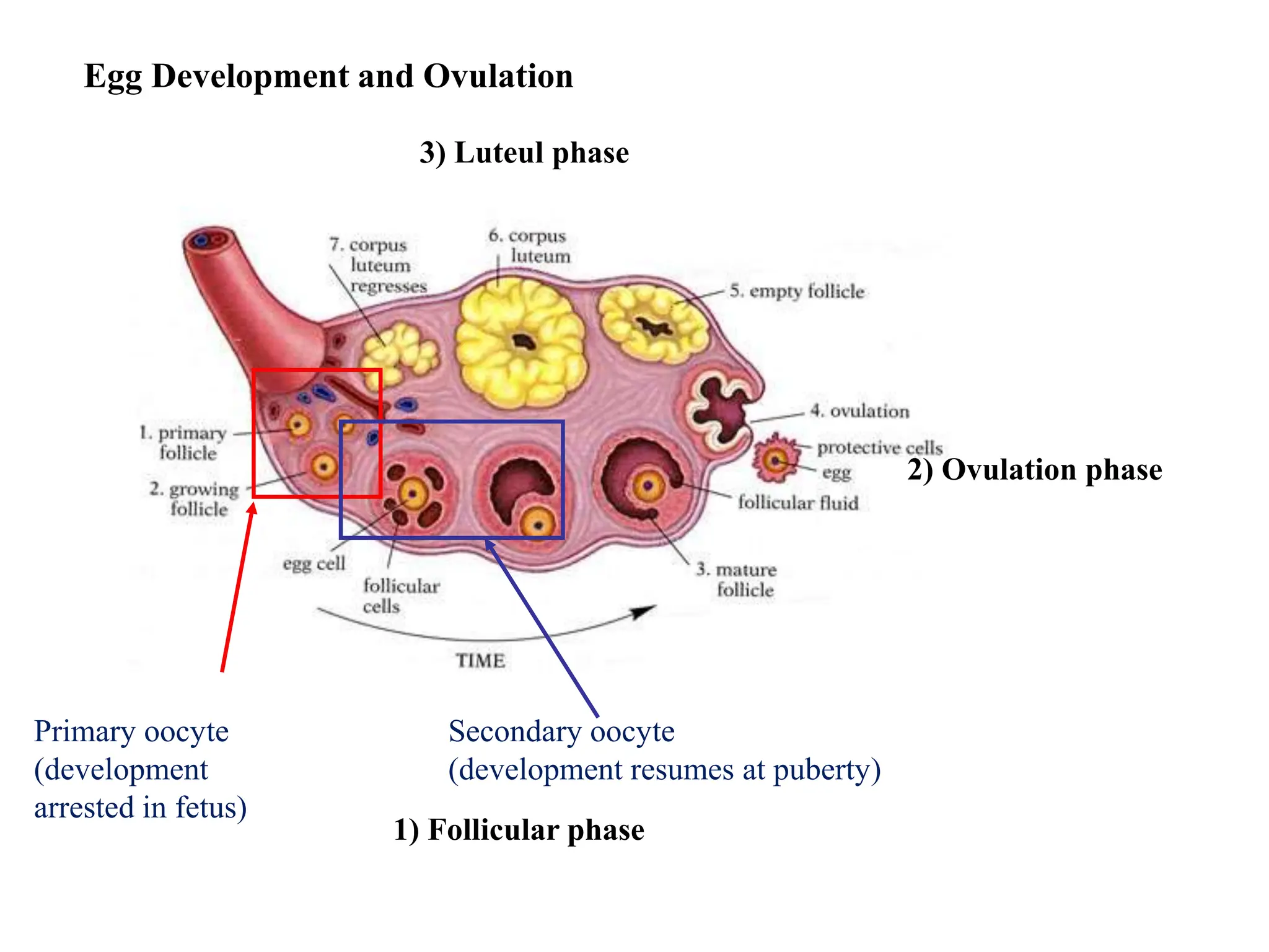 LECTURE 1 Human Reproductive System.pptx