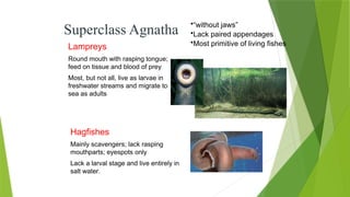Superclass Agnatha
•“without jaws”
•Lack paired appendages
•Most primitive of living fishes
Lampreys
Round mouth with rasping tongue;
feed on tissue and blood of prey
Most, but not all, live as larvae in
freshwater streams and migrate to
sea as adults
Hagfishes
Mainly scavengers; lack rasping
mouthparts; eyespots only
Lack a larval stage and live entirely in
salt water.
 