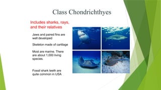 Class Chondrichthyes
Includes sharks, rays,
and their relatives
Jaws and paired fins are
well developed
Skeleton made of cartilage
Most are marine. There
are about 1,000 living
species.
Fossil shark teeth are
quite common in USA
 