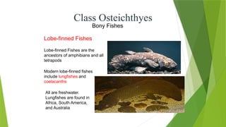 Class Osteichthyes
Lobe-finned Fishes are the
ancestors of amphibians and all
tetrapods
Modern lobe-finned fishes
include lungfishes and
coelacanths
Lobe-finned Fishes
All are freshwater.
Lungfishes are found in
Africa, South America,
and Australia
Bony Fishes
 
