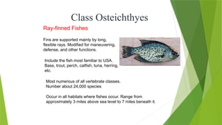 Class Osteichthyes
Ray-finned Fishes
Occur in all habitats where fishes occur. Range from
approximately 3 miles above sea level to 7 miles beneath it.
Most numerous of all vertebrate classes.
Number about 24,000 species
Include the fish most familiar to USA.
Bass, trout, perch, catfish, tuna, herring,
etc.
Fins are supported mainly by long,
flexible rays. Modified for maneuvering,
defense, and other functions.
 
