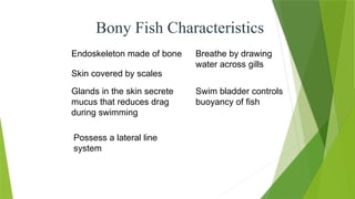 Bony Fish Characteristics
Endoskeleton made of bone
Skin covered by scales
Glands in the skin secrete
mucus that reduces drag
during swimming
Possess a lateral line
system
Breathe by drawing
water across gills
Swim bladder controls
buoyancy of fish
 