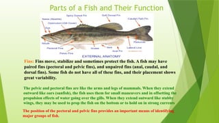 Parts of a Fish and Their Function
Fins: Fins move, stabilize and sometimes protect the fish. A fish may have
paired fins (pectoral and pelvic fins), and unpaired fins (anal, caudal, and
dorsal fins). Some fish do not have all of these fins, and their placement shows
great variability.
The pelvic and pectoral fins are like the arms and legs of mammals. When they extend
outward like oars (sunfish), the fish uses them for small maneuvers and in offsetting the
propulsion effects of water going over the gills. When they extend outward like stubby
wings, they may be used to prop the fish on the bottom or to hold on in strong currents
The position of the pectoral and pelvic fins provides an important means of identifying
major groups of fish.
 