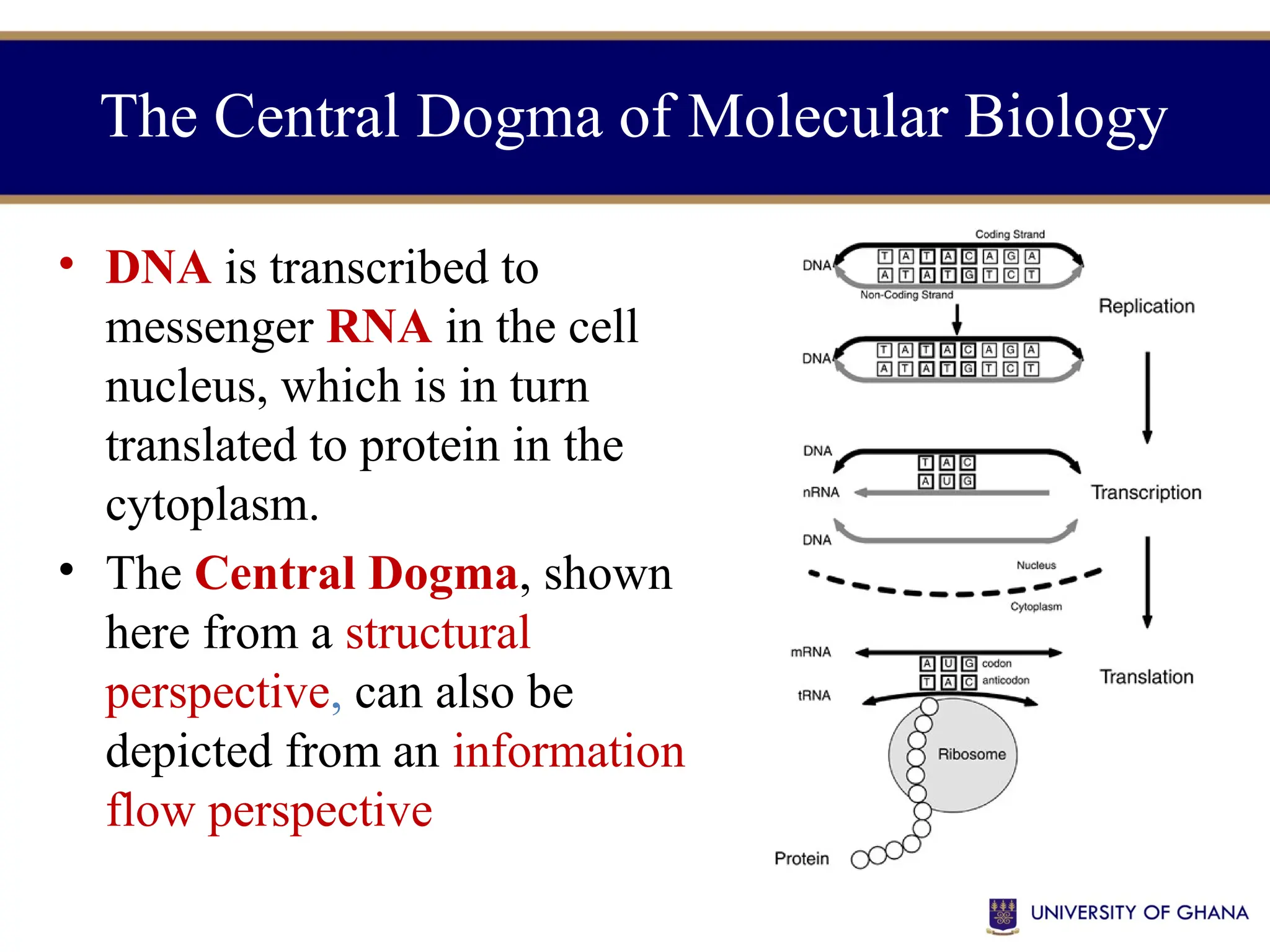 • DNA is transcribed to
messenger RNA in the cell
nucleus, which is in turn
translated to protein in the
cytoplasm.
• The Central Dogma, shown
here from a structural
perspective, can also be
depicted from an information
flow perspective
The Central Dogma of Molecular Biology
 