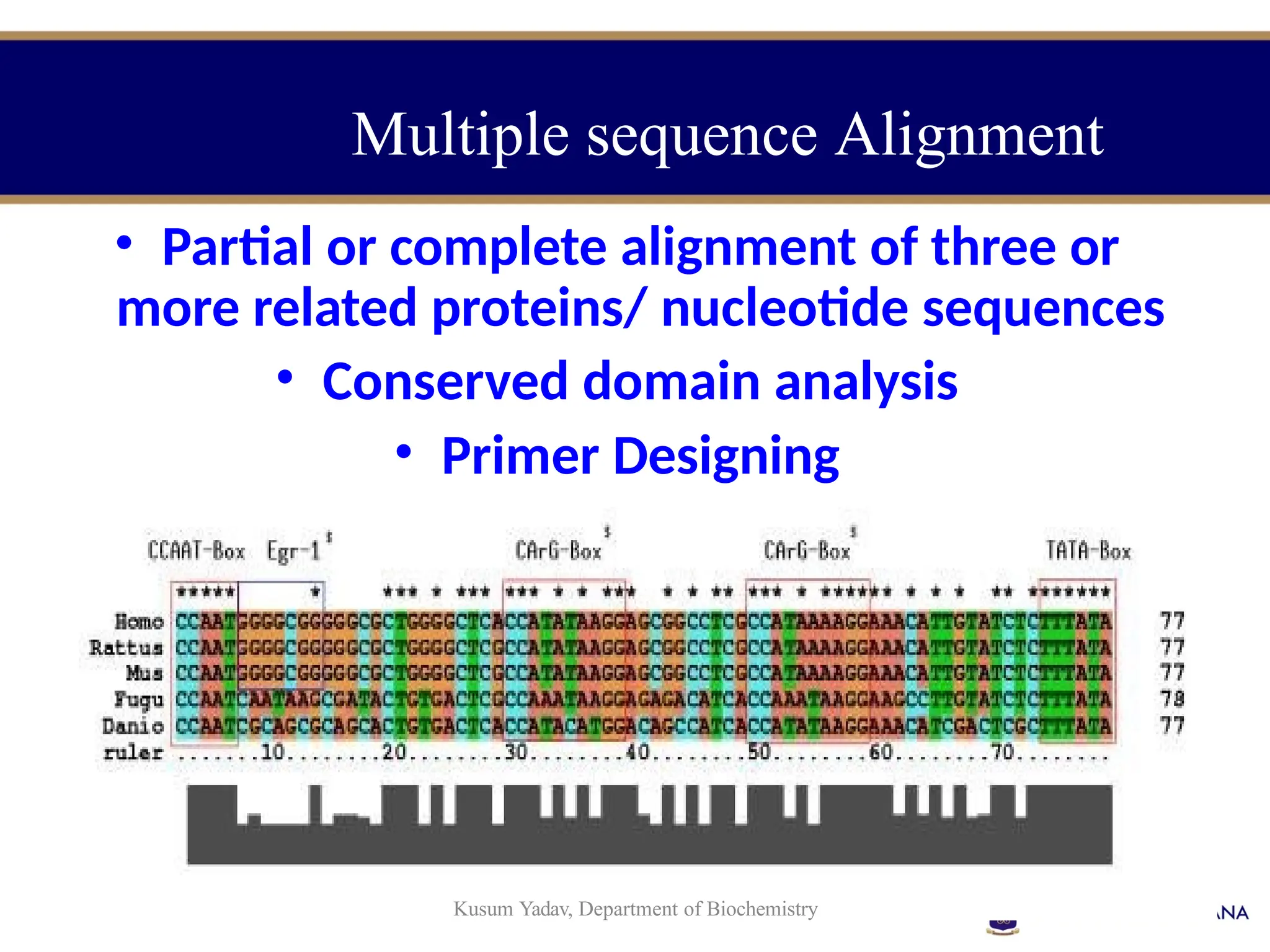 • Partial or complete alignment of three or
more related proteins/ nucleotide sequences
• Conserved domain analysis
• Primer Designing
Kusum Yadav, Department of Biochemistry
Multiple sequence Alignment
 