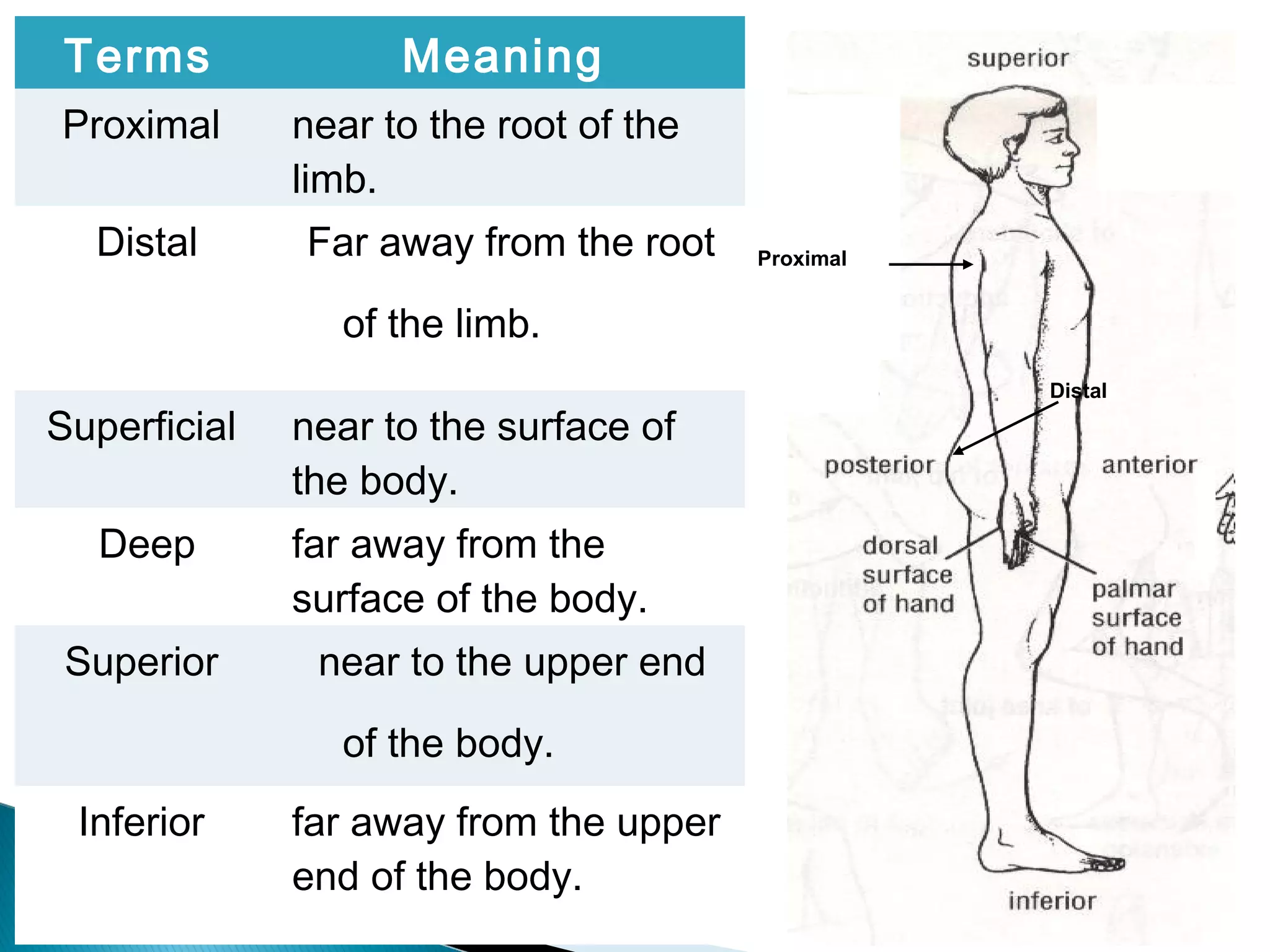 Lecture 1 introduction to anatomy nursing level 1 | PPT