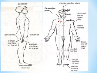 Paramedian
plane medial
lateral
median
 