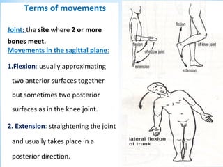 Terms of movements
Joint: the site where 2 or more
bones meet.
Movements in the sagittal plane:
1.Flexion: usually approximating
two anterior surfaces together
but sometimes two posterior
surfaces as in the knee joint.
2. Extension: straightening the joint
and usually takes place in a
posterior direction.
 