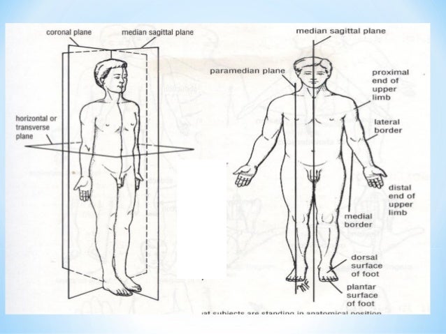 complete anatomy 5 vs 3 complete anatomy 5 vs 3
