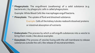 Lecture 1 Introduction to Anatomy and Physiology.pdf