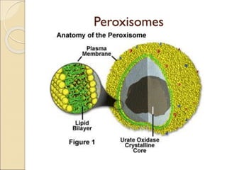 Perixomas Lecture 1 Introduction to Cell Structure and Composition.pdf