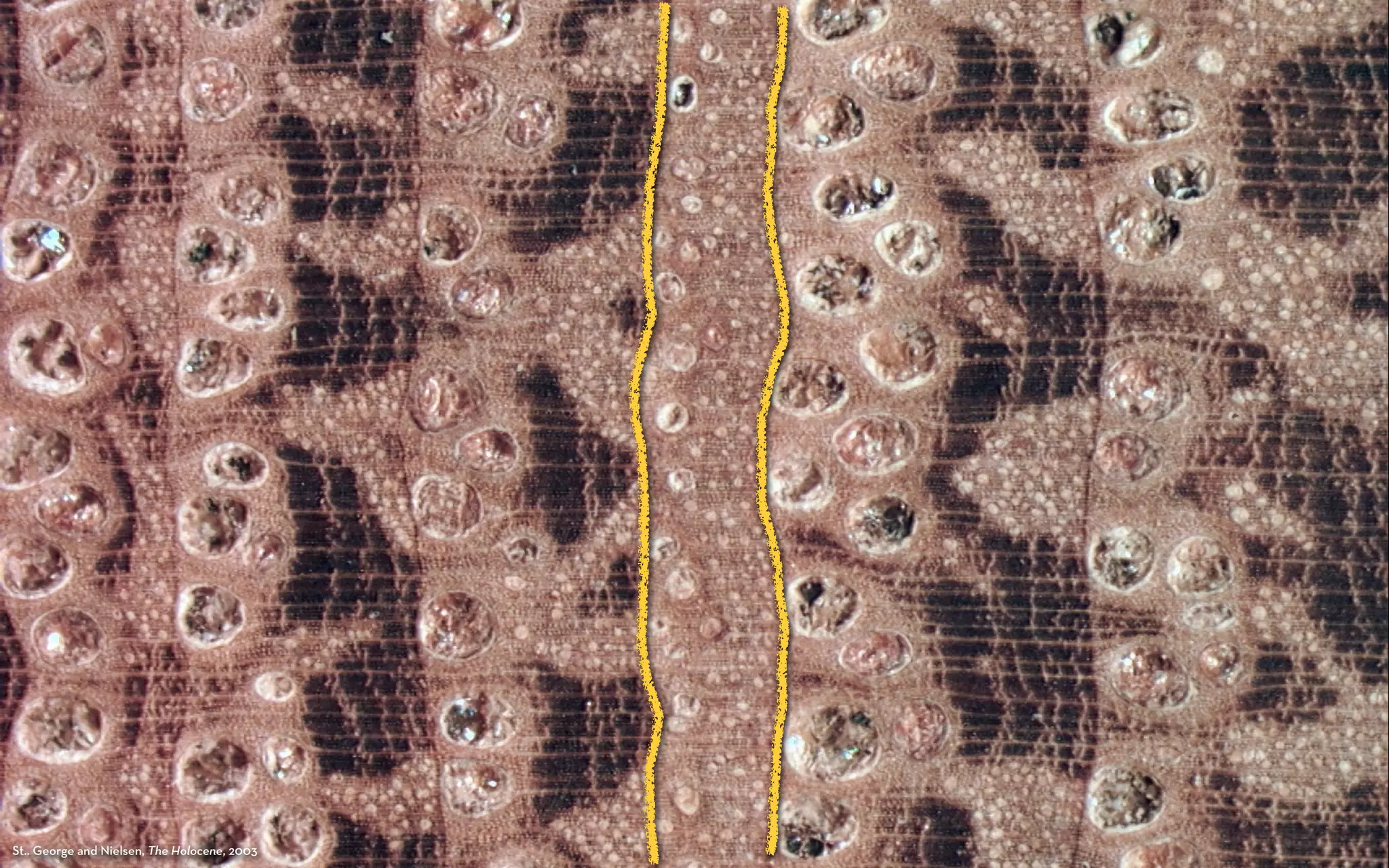 27
St.. George and Nielsen, The Holocene, 2003
 