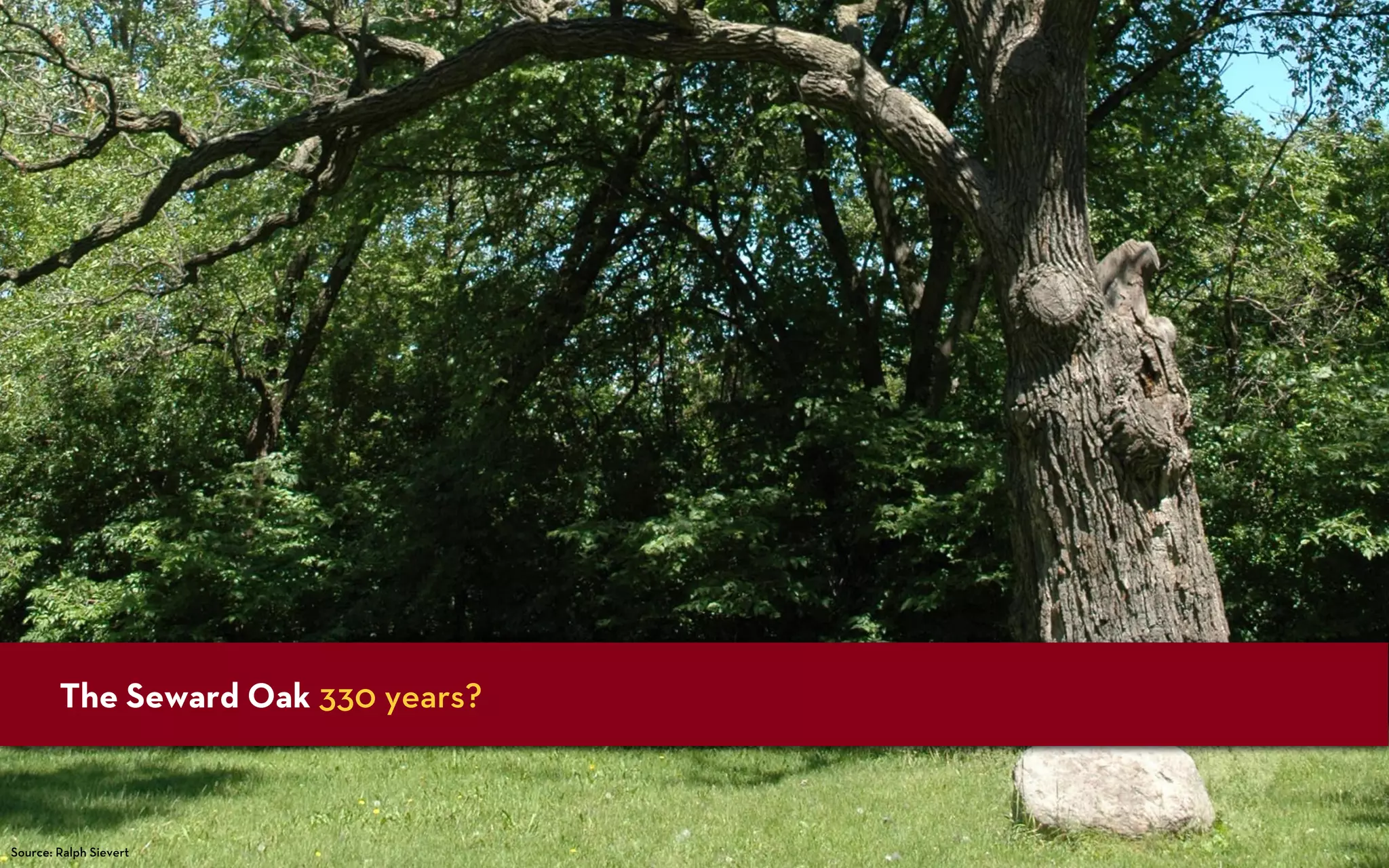 The Seward Oak 330 years?



Source: Ralph Sievert
 