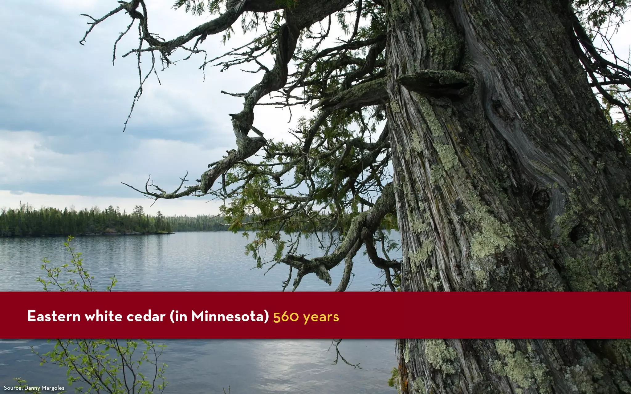 Eastern white cedar (in Minnesota) 560 years



Source: Danny Margoles
 