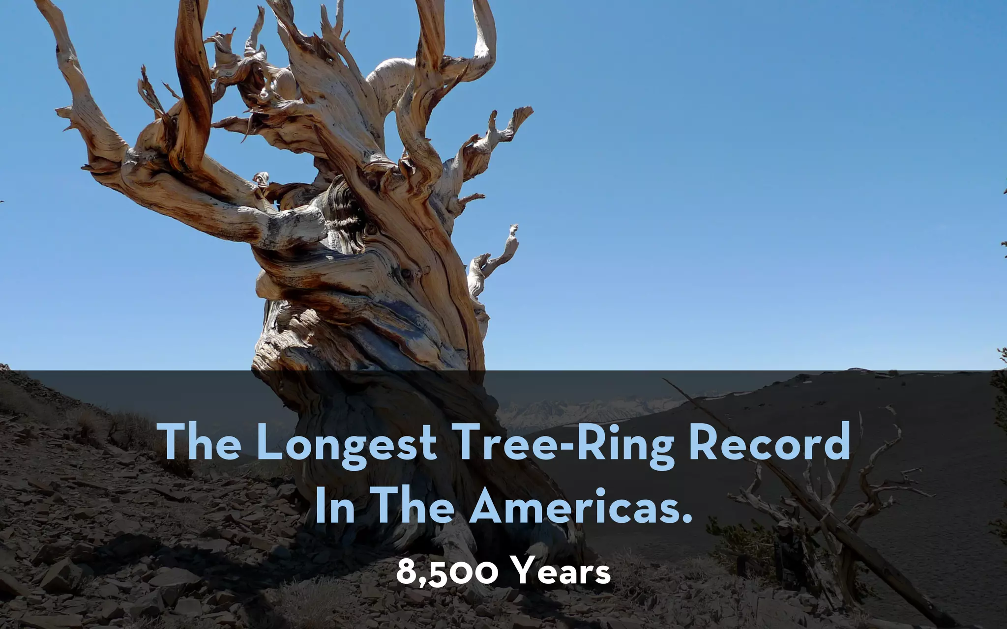 The Longest Tree-Ring Record
      In The Americas.
         8,500 Years
 