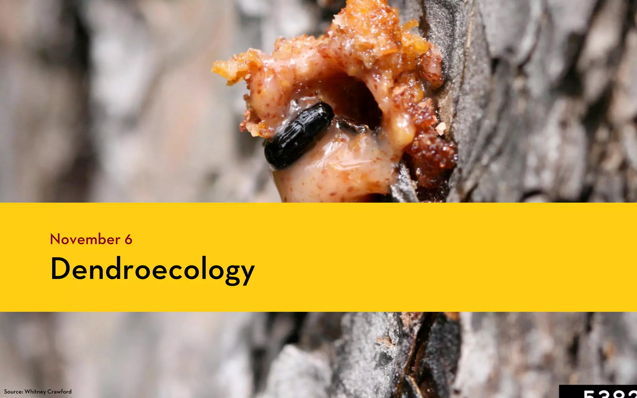 November 6

                Dendroecology


Source: Whitney Crawford
 