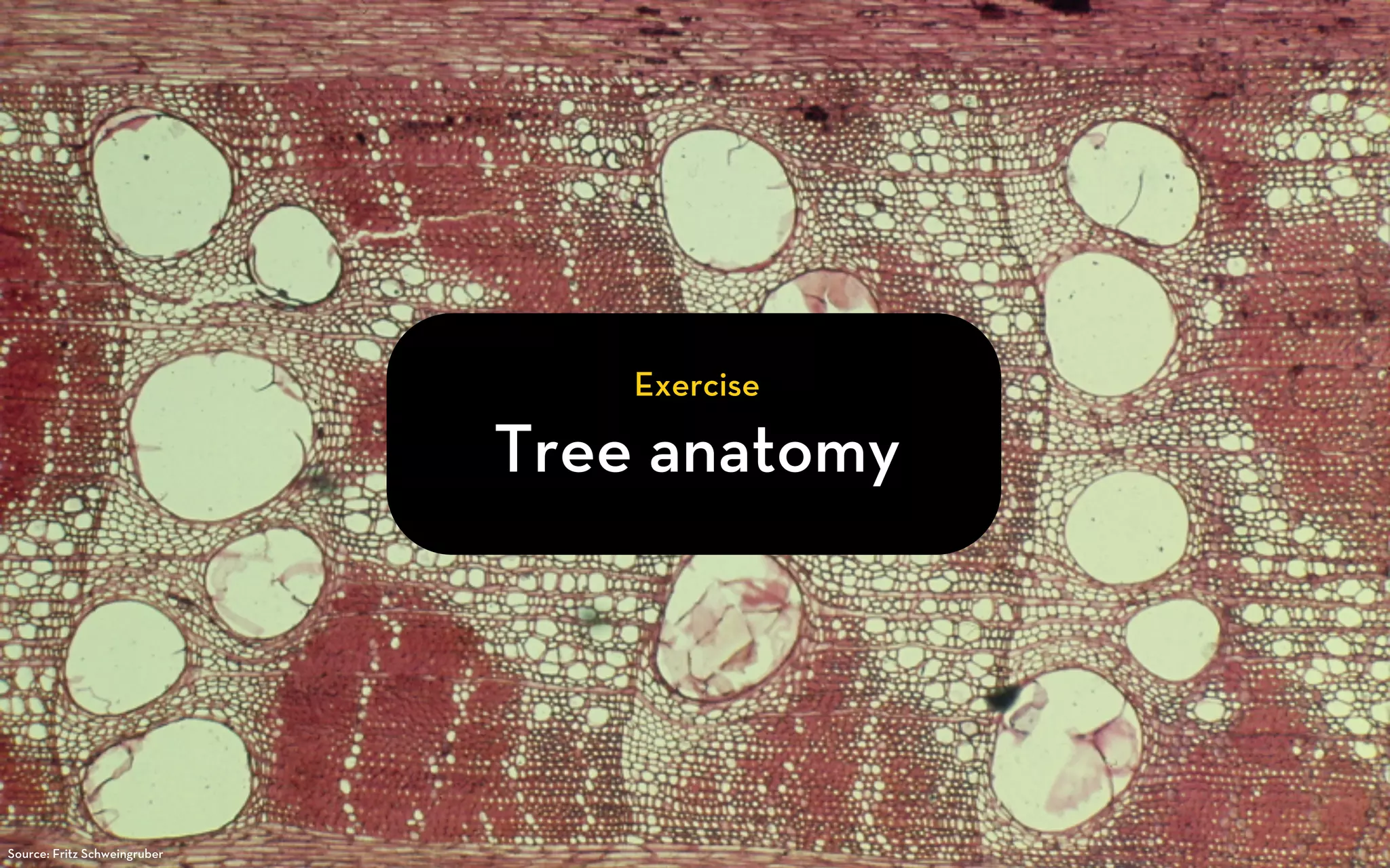 Exercise

                              Tree anatomy




Source: Fritz Schweingruber
 