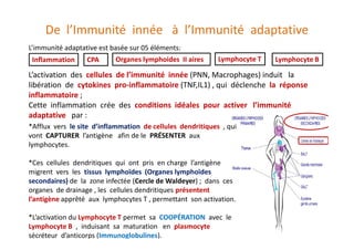 Le systeme immunitaire des
muqueuses et l’immunité
salivaire
Immunoglobulines : L’immunité humorale (Secretée) est impliqu...