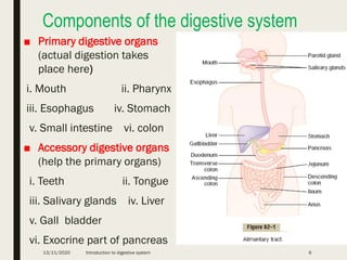 Digestive System Primary Structures Comprehensive Introduction to the Human Digestive System and ...