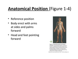 Lecture 1 introduction to human body | PPT
