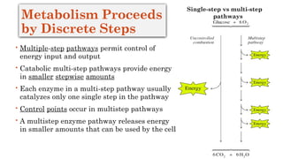 Introduction to Metabolism: Pathways, Energy, and Regulation | PPTX