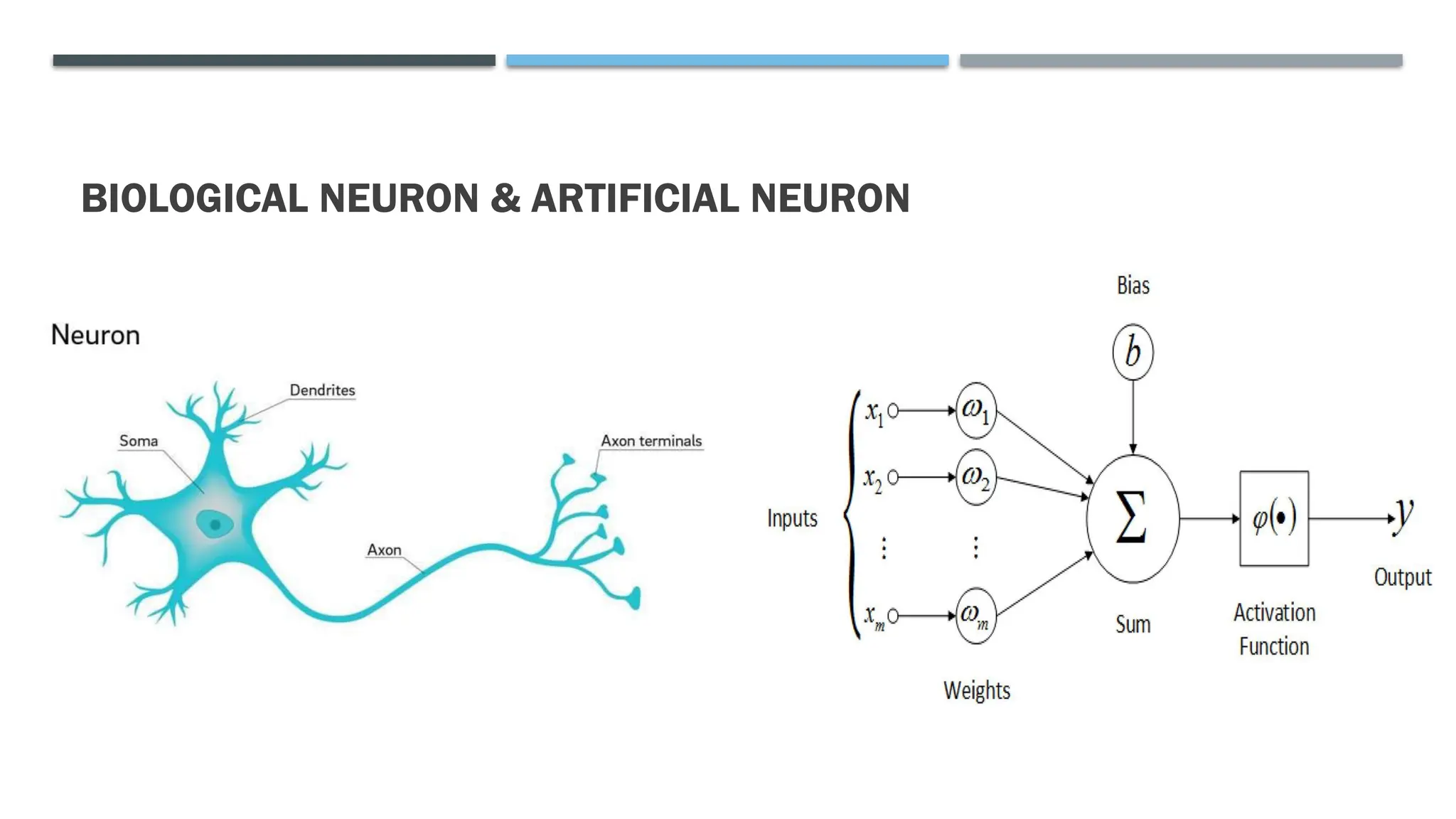 BIOLOGICAL NEURON & ARTIFICIAL NEURON
 