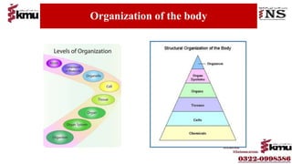 Lecture 1 Anatomy and physiolgy for bsn generic students semester 1 | PPT