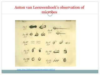 Anton van Leeuwenhoek’s observation of
microbes
Image: https://delftschoolmicrobiology.weblog.tudelft.nl/
 