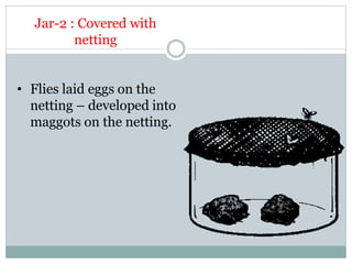 Jar-2 : Covered with
netting
• Flies laid eggs on the
netting – developed into
maggots on the netting.
 