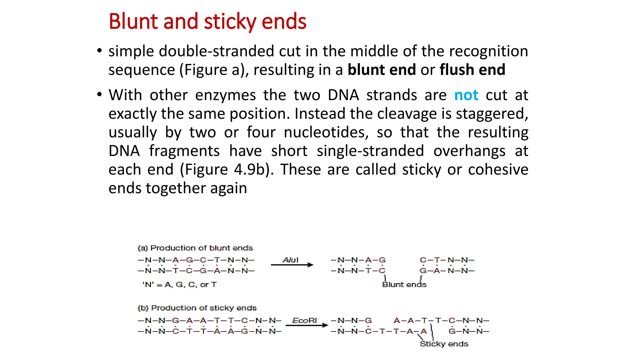 Blunt and sticky ends
• simple double-stranded cut in the middle of the recognition
sequence (Figure a), resulting in a blunt end or flush end
• With other enzymes the two DNA strands are not cut at
exactly the same position. Instead the cleavage is staggered,
usually by two or four nucleotides, so that the resulting
DNA fragments have short single-stranded overhangs at
each end (Figure 4.9b). These are called sticky or cohesive
ends together again
 