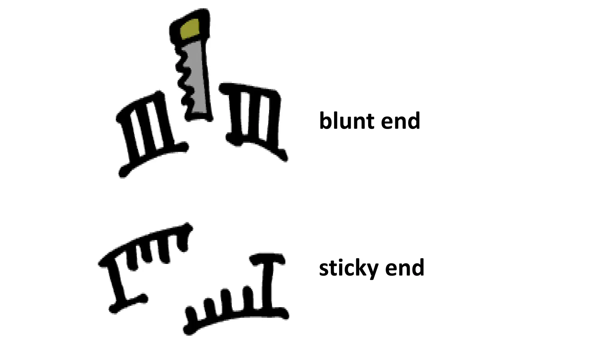 blunt end
sticky end
 