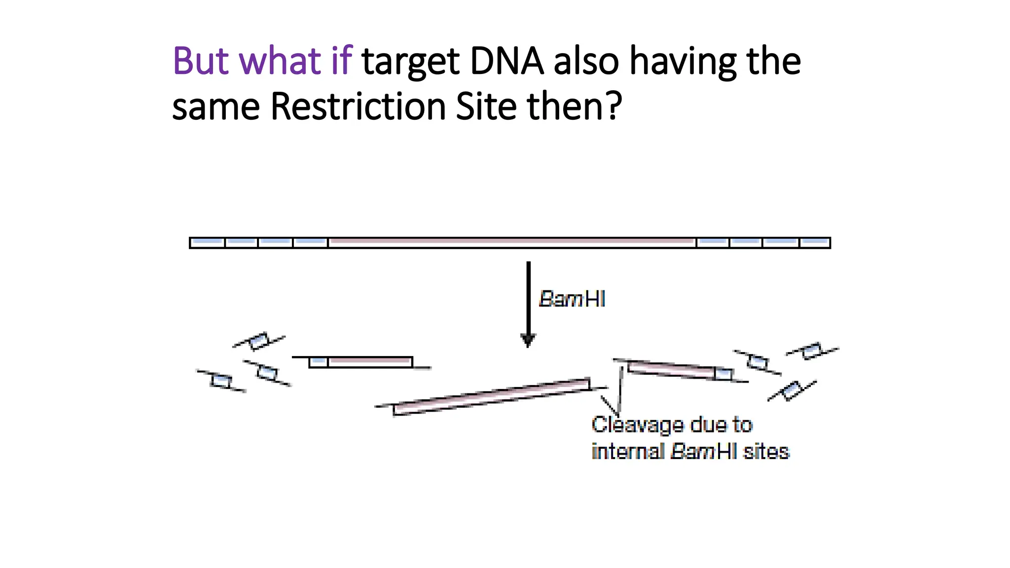 But what if target DNA also having the
same Restriction Site then?
 
