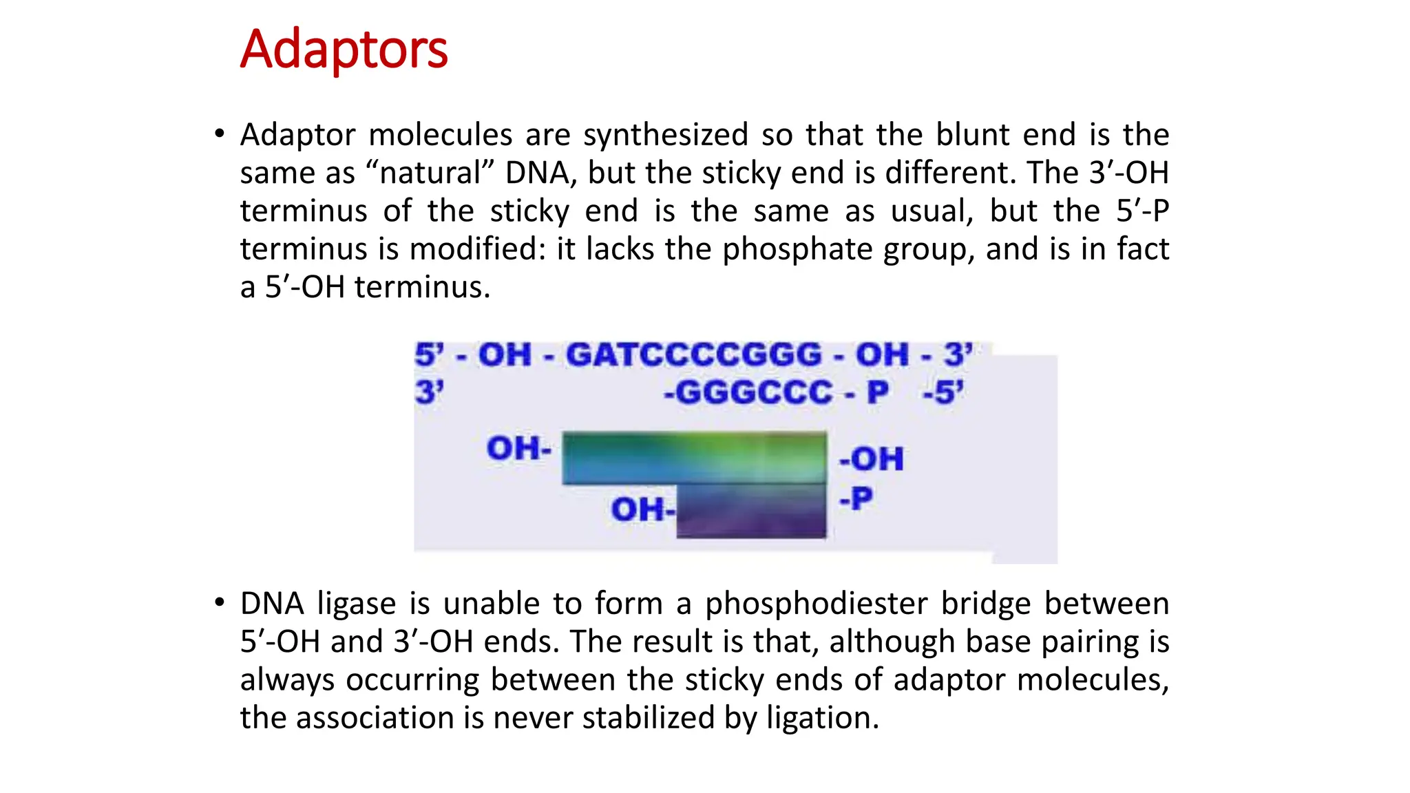 • Adaptor molecules are synthesized so that the blunt end is the
same as “natural” DNA, but the sticky end is different. The 3′-OH
terminus of the sticky end is the same as usual, but the 5′-P
terminus is modified: it lacks the phosphate group, and is in fact
a 5′-OH terminus.
• DNA ligase is unable to form a phosphodiester bridge between
5′-OH and 3′-OH ends. The result is that, although base pairing is
always occurring between the sticky ends of adaptor molecules,
the association is never stabilized by ligation.
Adaptors
 