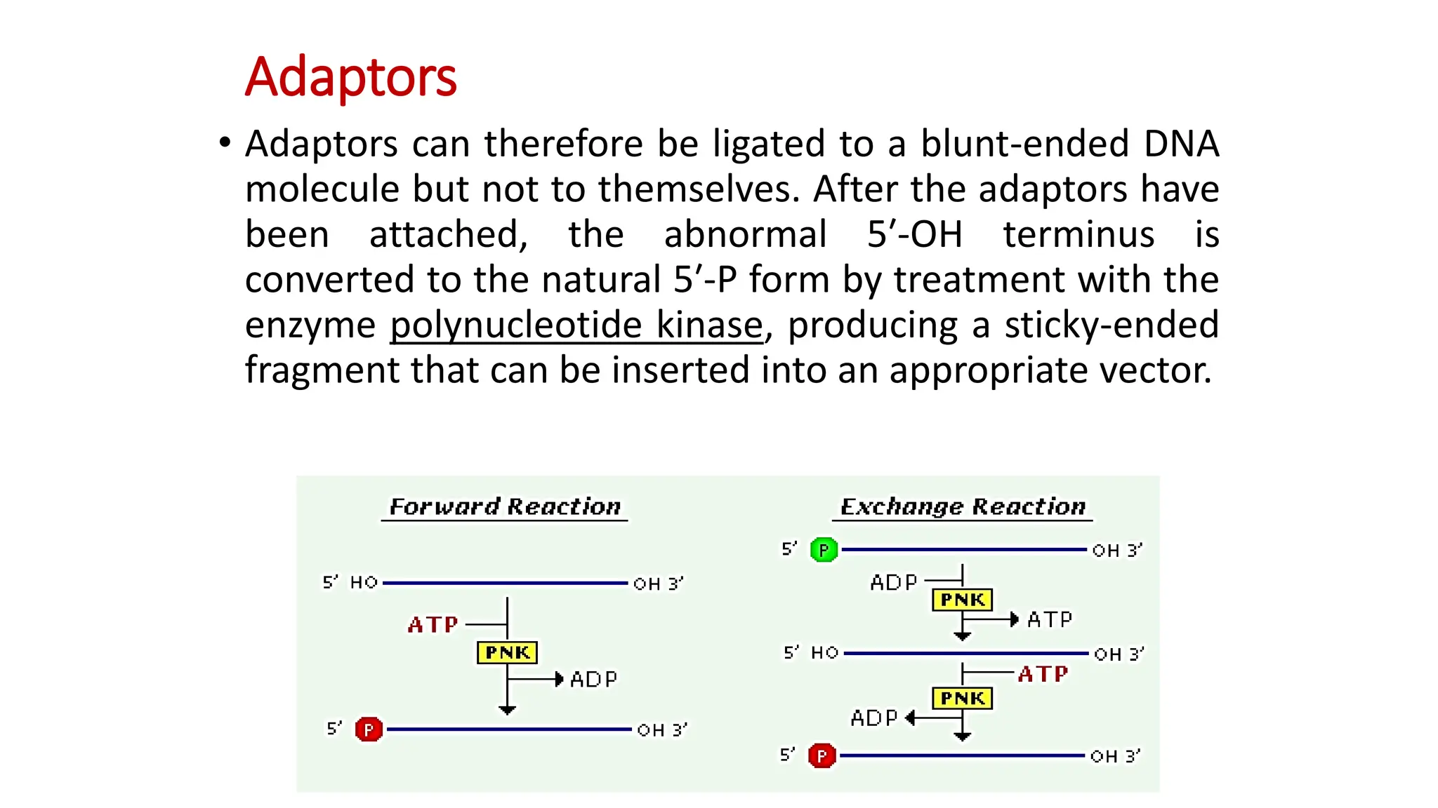 • Adaptors can therefore be ligated to a blunt-ended DNA
molecule but not to themselves. After the adaptors have
been attached, the abnormal 5′-OH terminus is
converted to the natural 5′-P form by treatment with the
enzyme polynucleotide kinase, producing a sticky-ended
fragment that can be inserted into an appropriate vector.
Adaptors
 