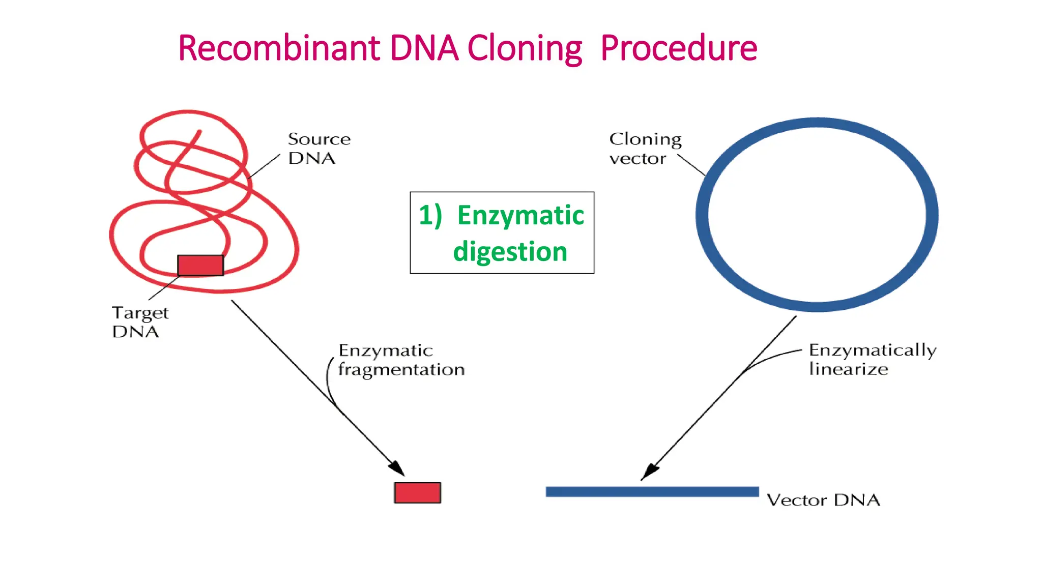 Recombinant DNA Cloning Procedure
1) Enzymatic
digestion
 