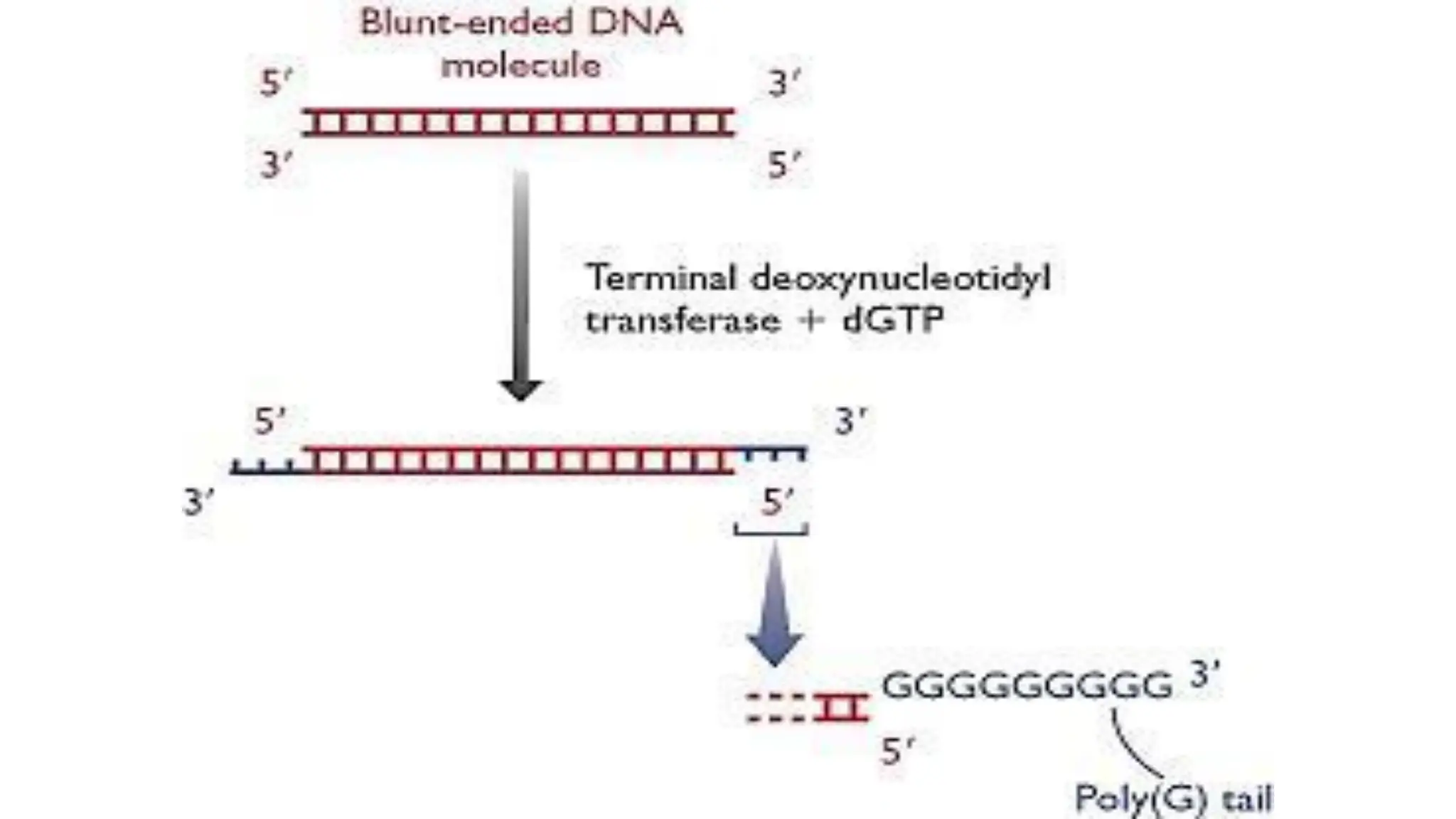 Lecture+1+Molecular+cloning.pdf    MOLECULAR BIOLOGY