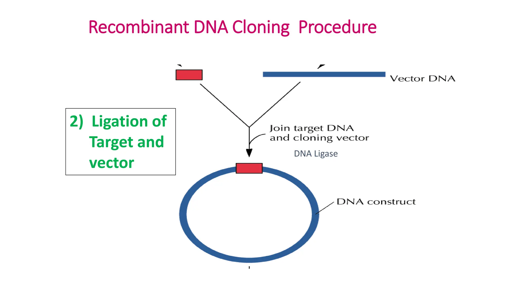 Recombinant DNA Cloning Procedure
2) Ligation of
Target and
vector
DNA Ligase
 