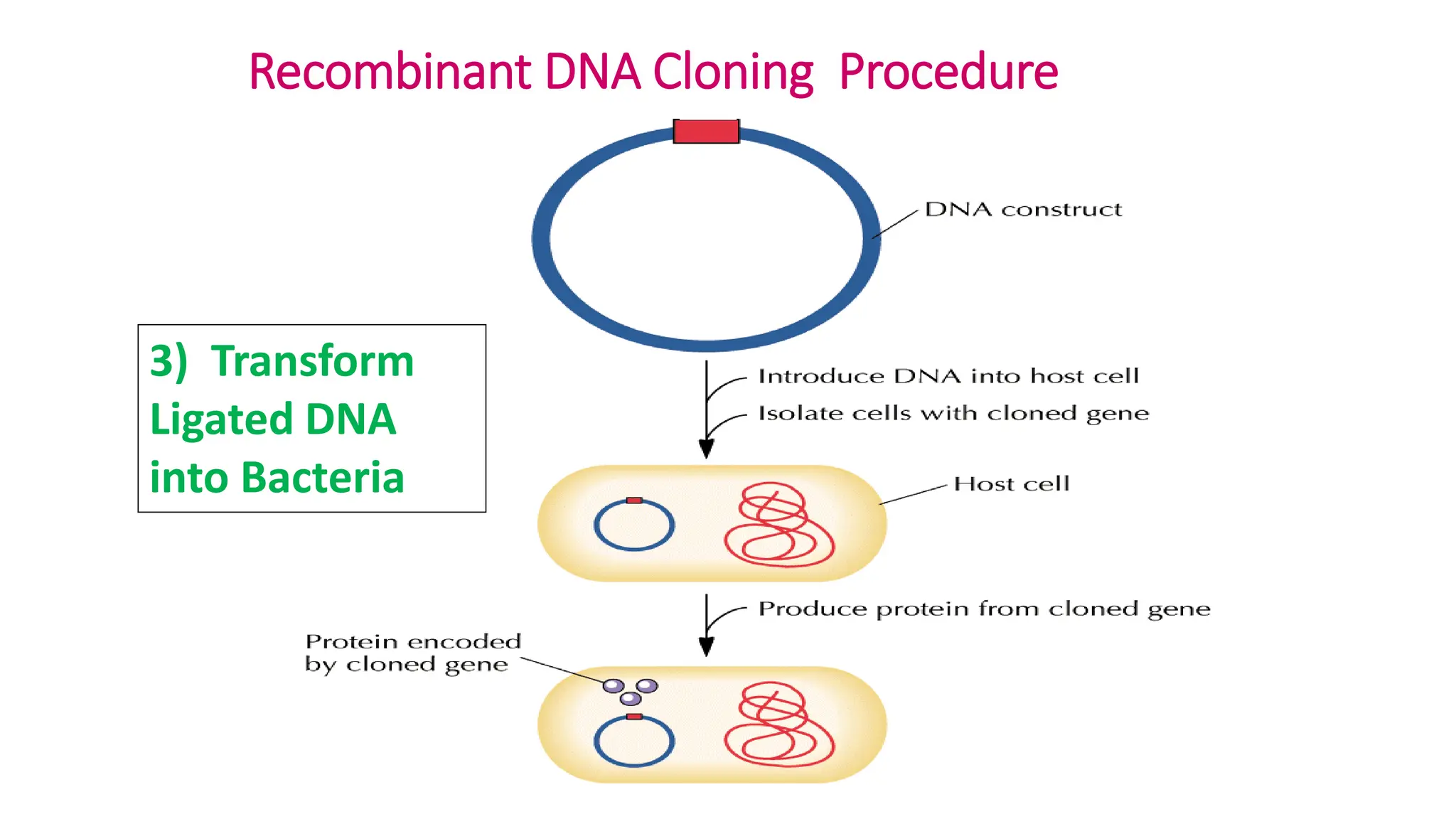 Recombinant DNA Cloning Procedure
3) Transform
Ligated DNA
into Bacteria
 