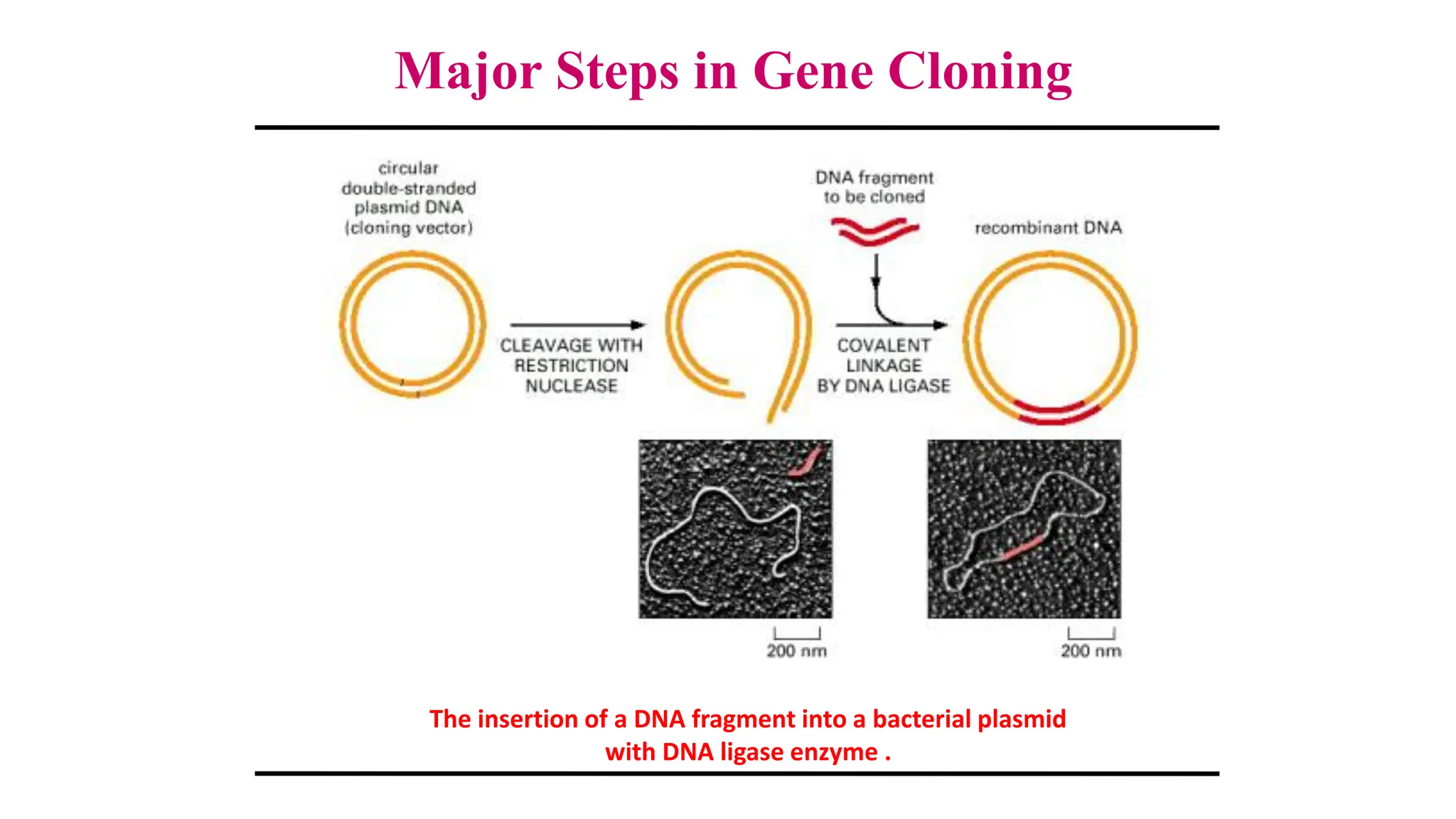 The insertion of a DNA fragment into a bacterial plasmid
with DNA ligase enzyme .
Major Steps in Gene Cloning
 