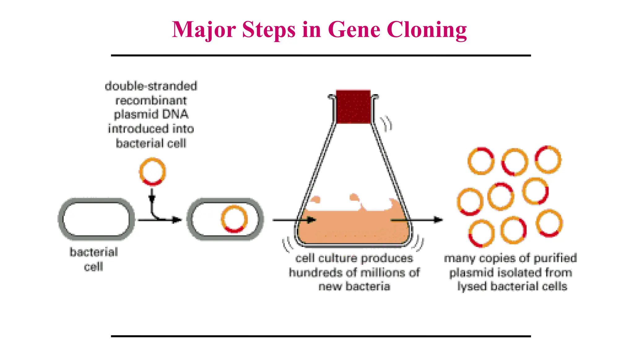 Purification and amplification of a specific DNA sequence by
DNA cloning in suitable host cells.
Major Steps in Gene Cloning
 