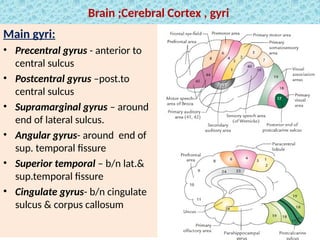 Comprehensive Neuro-Anatomy of the Central Nervous System and Brain ...