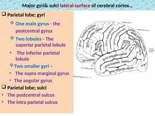 Comprehensive Neuro-Anatomy of the Central Nervous System and Brain ...